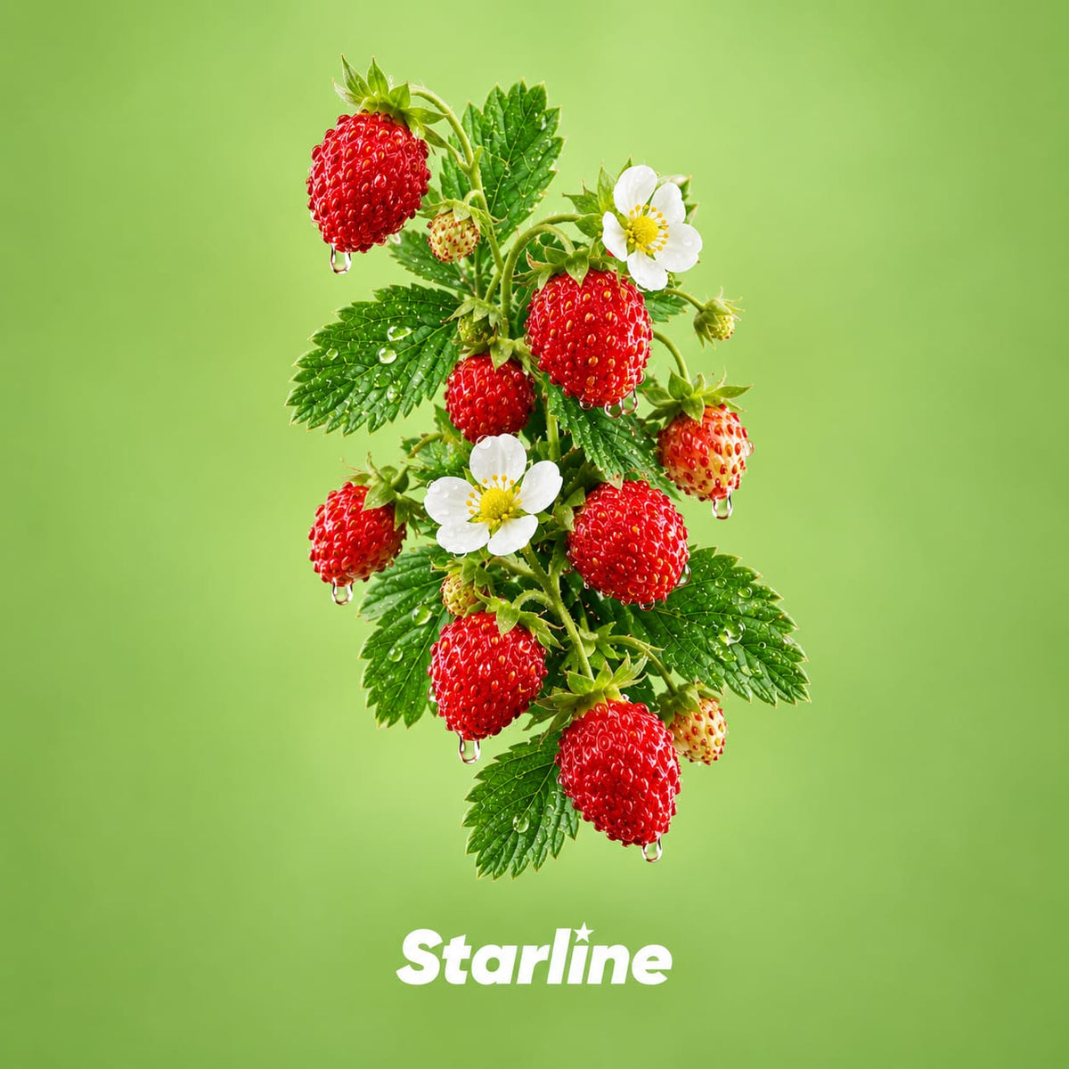 Starline Wild Strawberry Hookah Flavor 250g